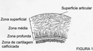 biomembrana
