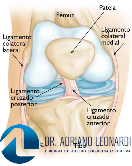 O que é Ligamento Cruzado Anterior - Especialista do Joelho