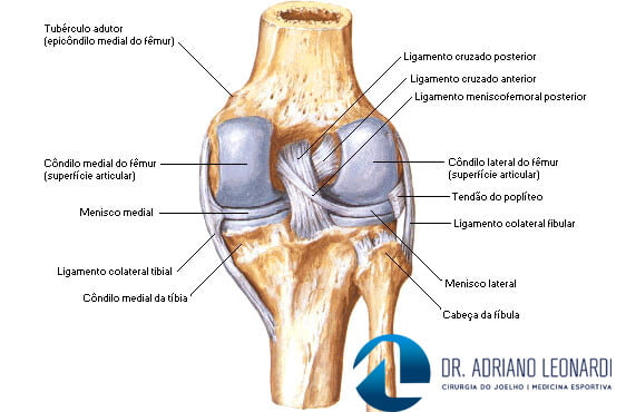 Anatomia dos ligamentos do joelho.