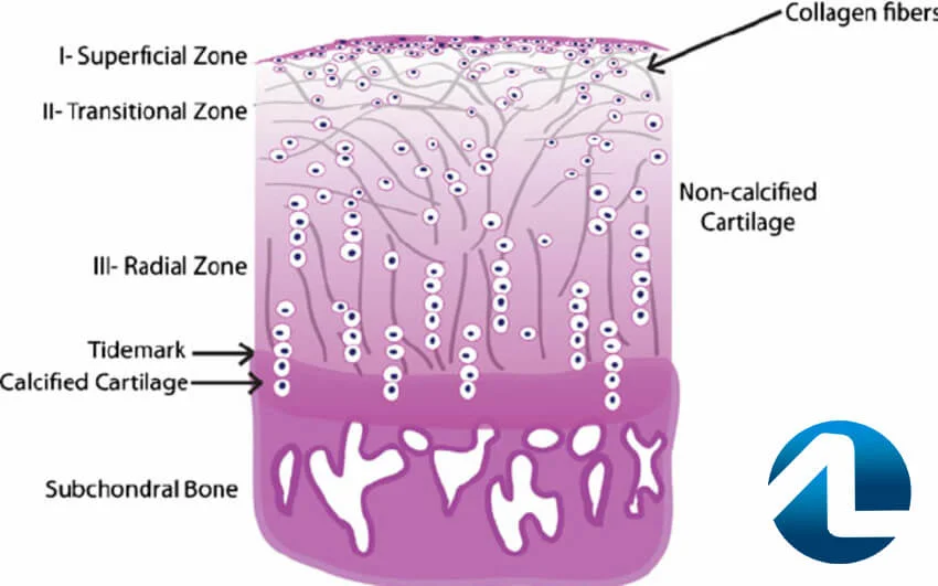 Cartilagem articular sadia.