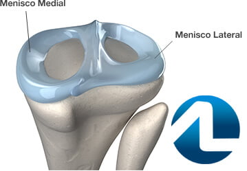 Anatomia do menisco medial e lateral.