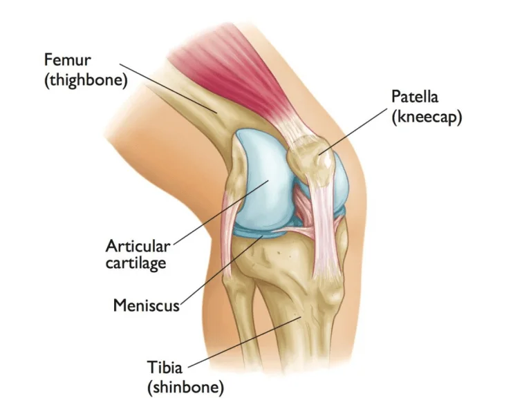 Confira as respostas para as principais duvidas sobre cartilagem do joelho