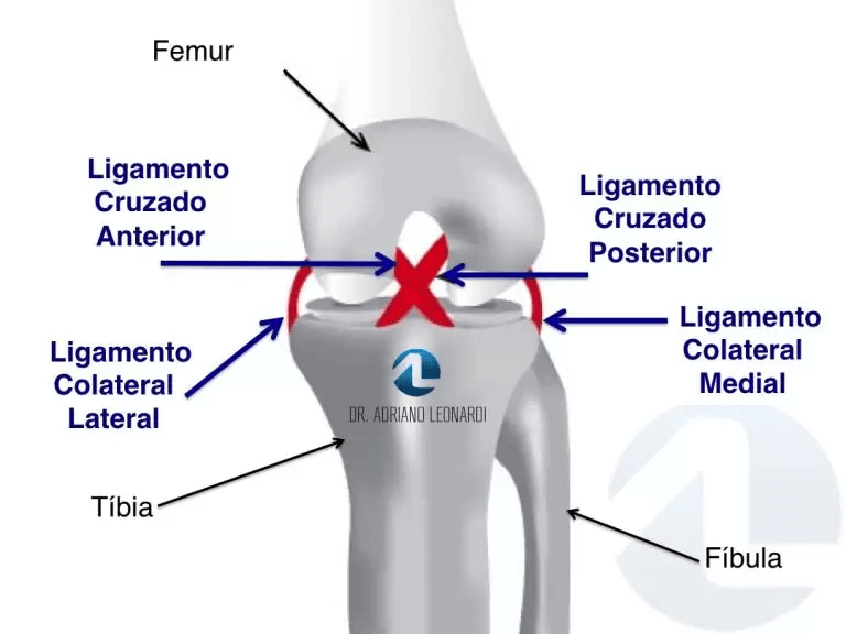 Anatomia dos ligamentos do joelho.